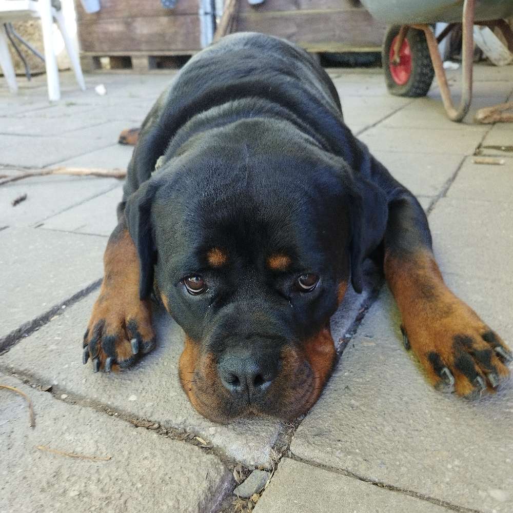 Hundetreffen-Spieltreffen/Hundekumpel-Profilbild
