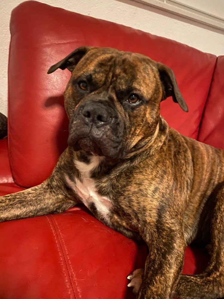 Hundetreffen-Gleichwertige Spielpartner-Profilbild