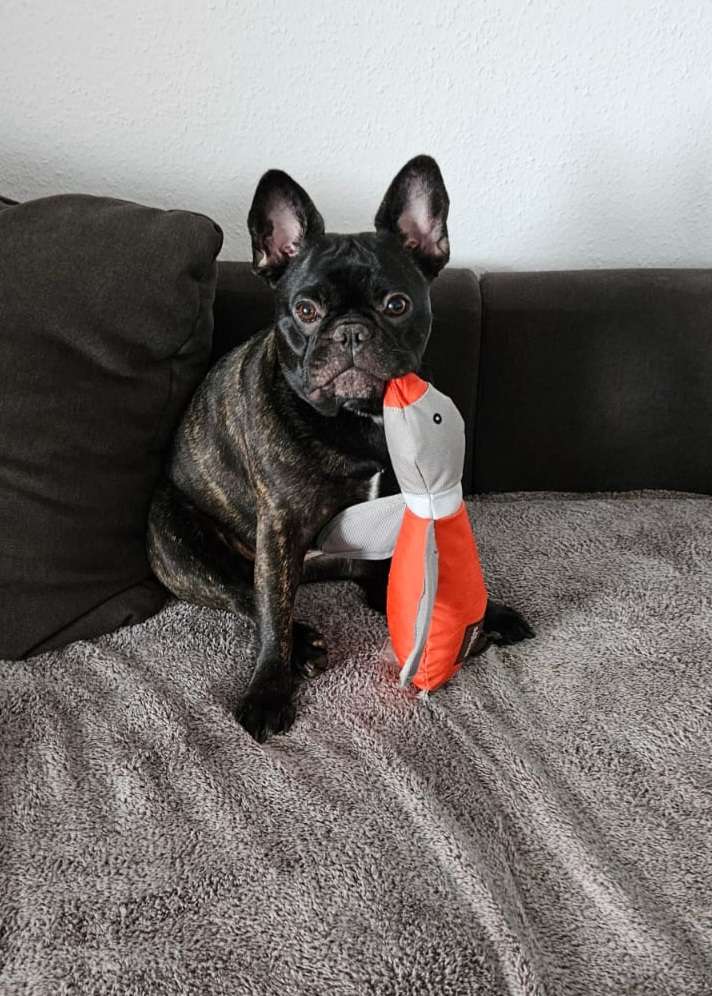 Hundetreffen-Treffen-Profilbild