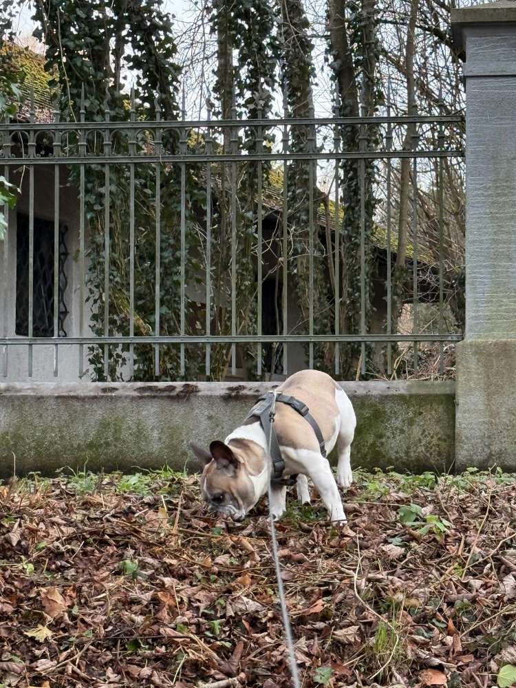 Hundetreffen-Hundefreunde gesucht-Profilbild