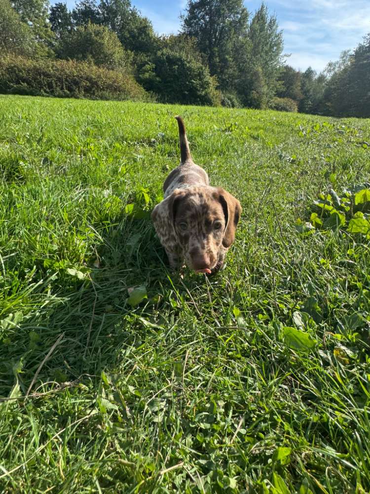 Hundetreffen-Welpentreffen am grünen See-Profilbild