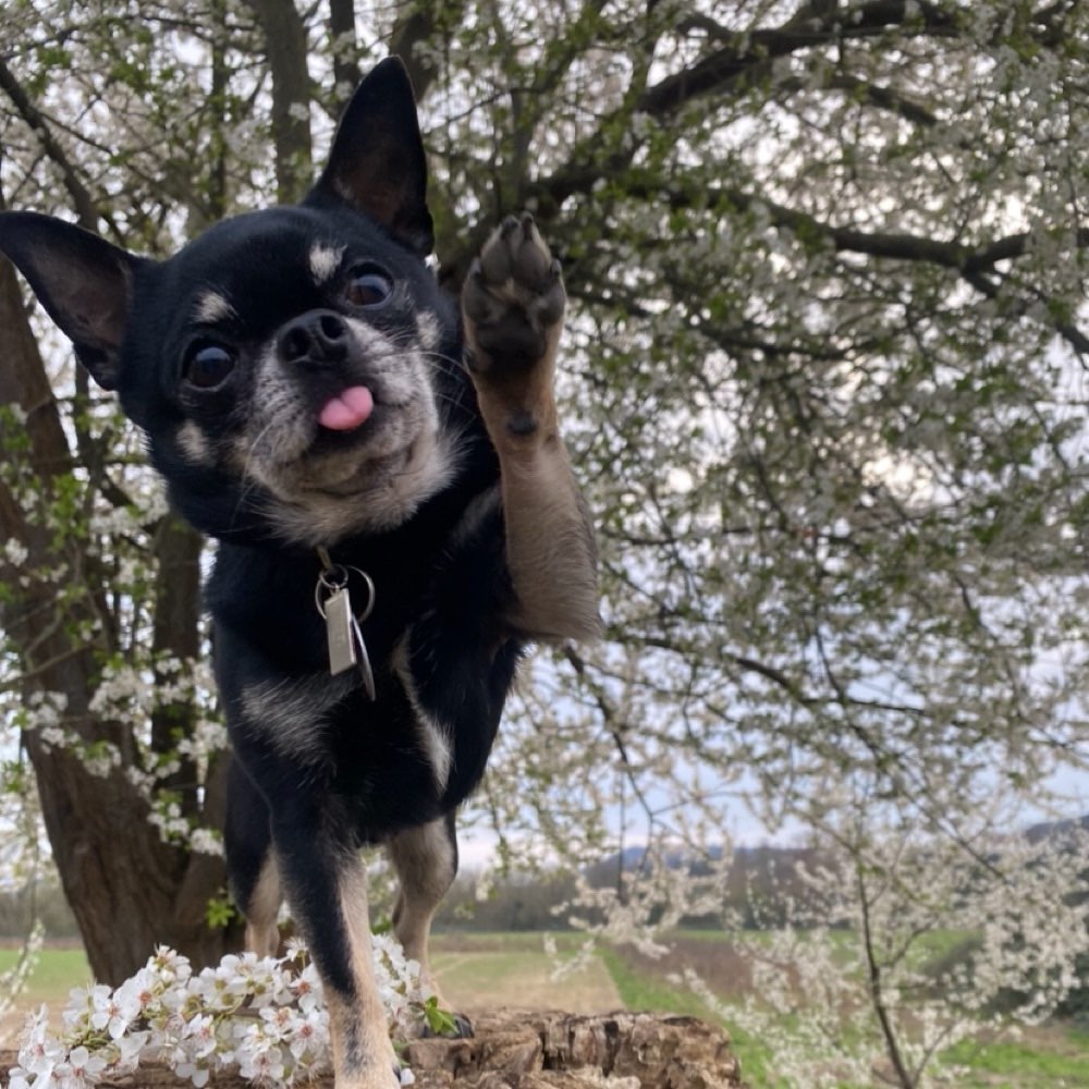 Hundetreffen-Hundekumpel gesucht-Profilbild