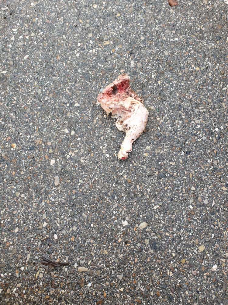 Giftköder-Ausgelegte Fleischstücke - Giftköder?!-Profilbild