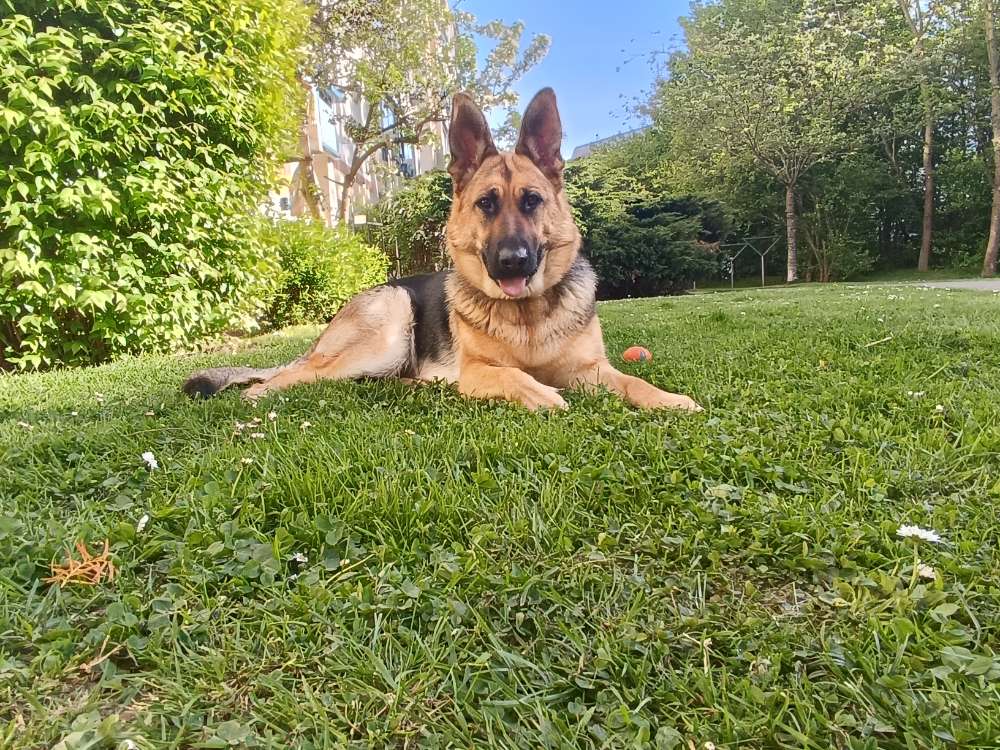 Hundetreffen-Suche neue spielgefährten für meine Hündin Akira deutscher schäferhund-Profilbild