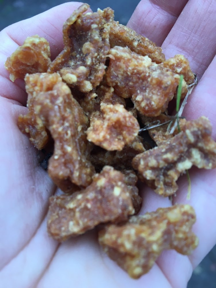 Giftköder-Hunde-Leckerlies auf Wiese-Profilbild