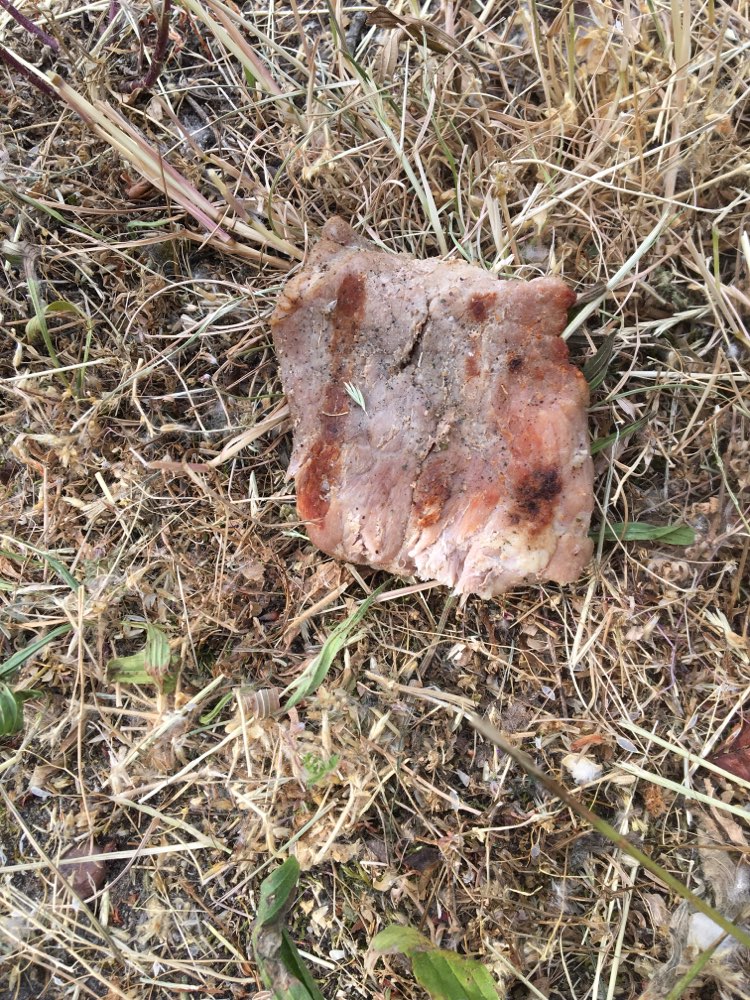 Giftköder-Fleischstück in Nähe des Hundeplatzes-Profilbild