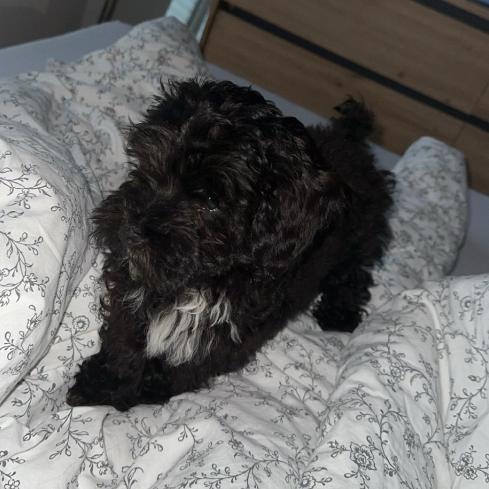 Hundetreffen-Maltipo sucht Spielgefährten-Profilbild