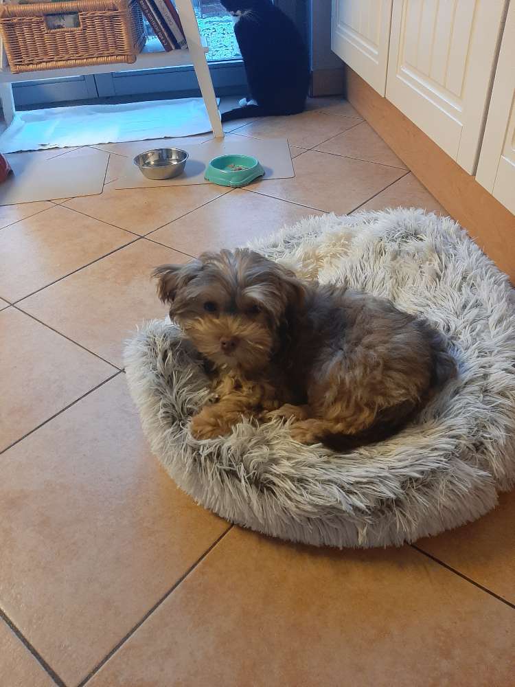 Hundetreffen-Welpentreffen Dallgow-Döberitz und nähere Umgebung-Profilbild