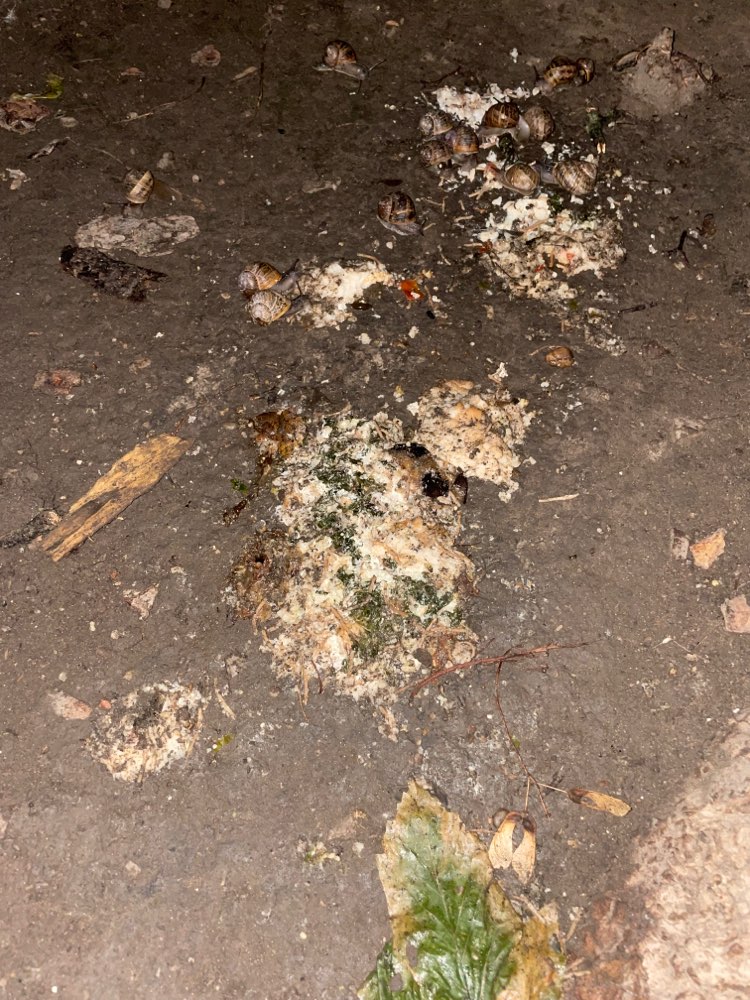 Giftköder-Ggf. Giftköder-Profilbild