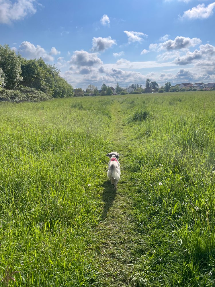 Hundetreffen-Treffen in und um Markkleeberg gesucht 🐾-Profilbild