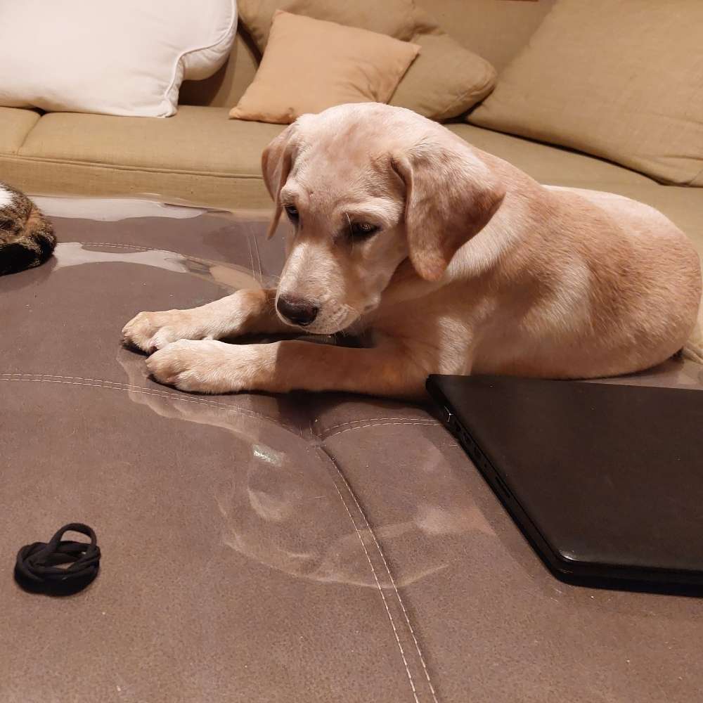 Hundetreffen-Welpentreff oder Spielrunde in und um Arnstein-Profilbild