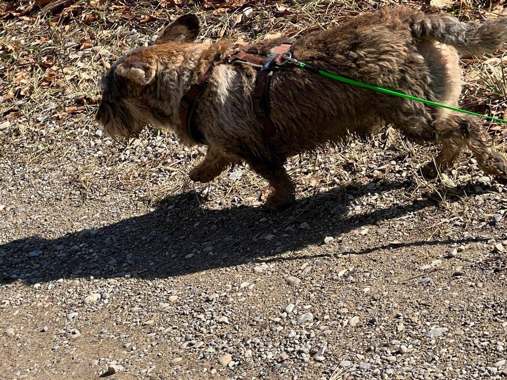 Hundetreffen-Gassi Freunde gesucht-Profilbild