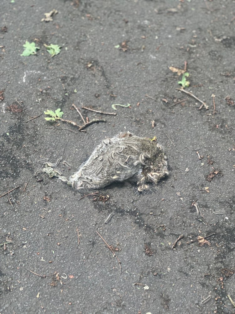 Giftköder-Eichenprozessionsspinner-Profilbild