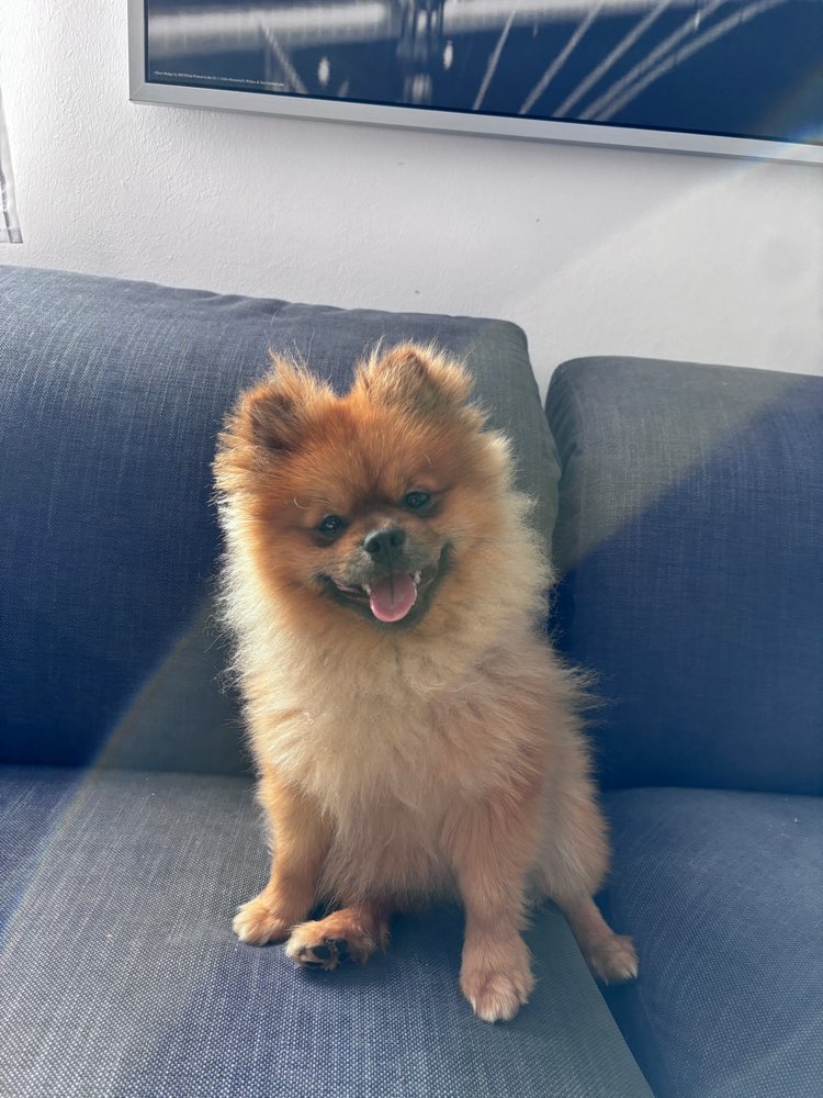 Hundetreffen-Tofu sucht einen Freund zum spielen.-Profilbild