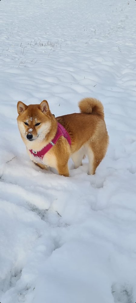 Hundetreffen-Gemeinsame Gassirunde und gemeinsames Spielen-Profilbild