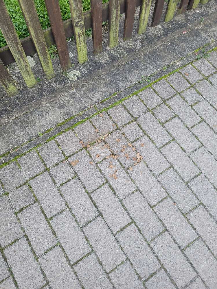 Giftköder-Trockenfutter mit weißer Substanz-Profilbild