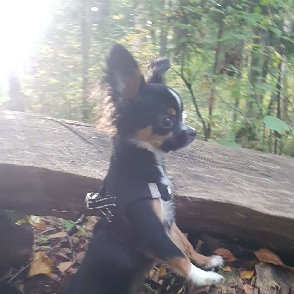 Hundetreffen-Junghund sucht einen Freund-Profilbild