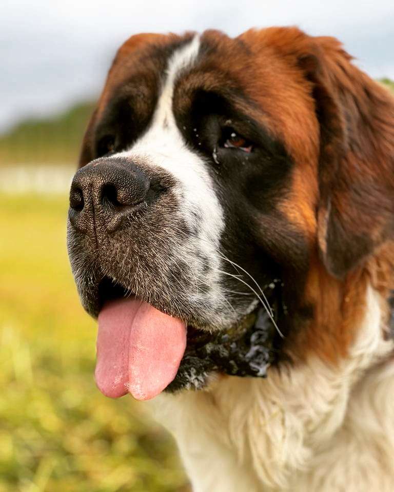 Hundetreffen-Bunte Hundestunde (Bernhardiner Hündin )-Profilbild