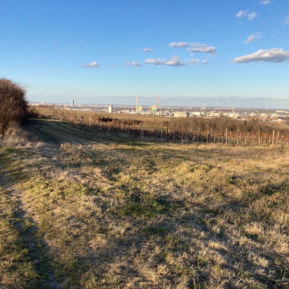 Hundetreffen-Chihuahua und kleine Hunde-Profilbild