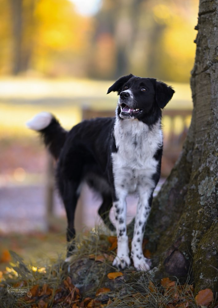 Hundetreffen-Gassi gehen und spielen :)-Profilbild