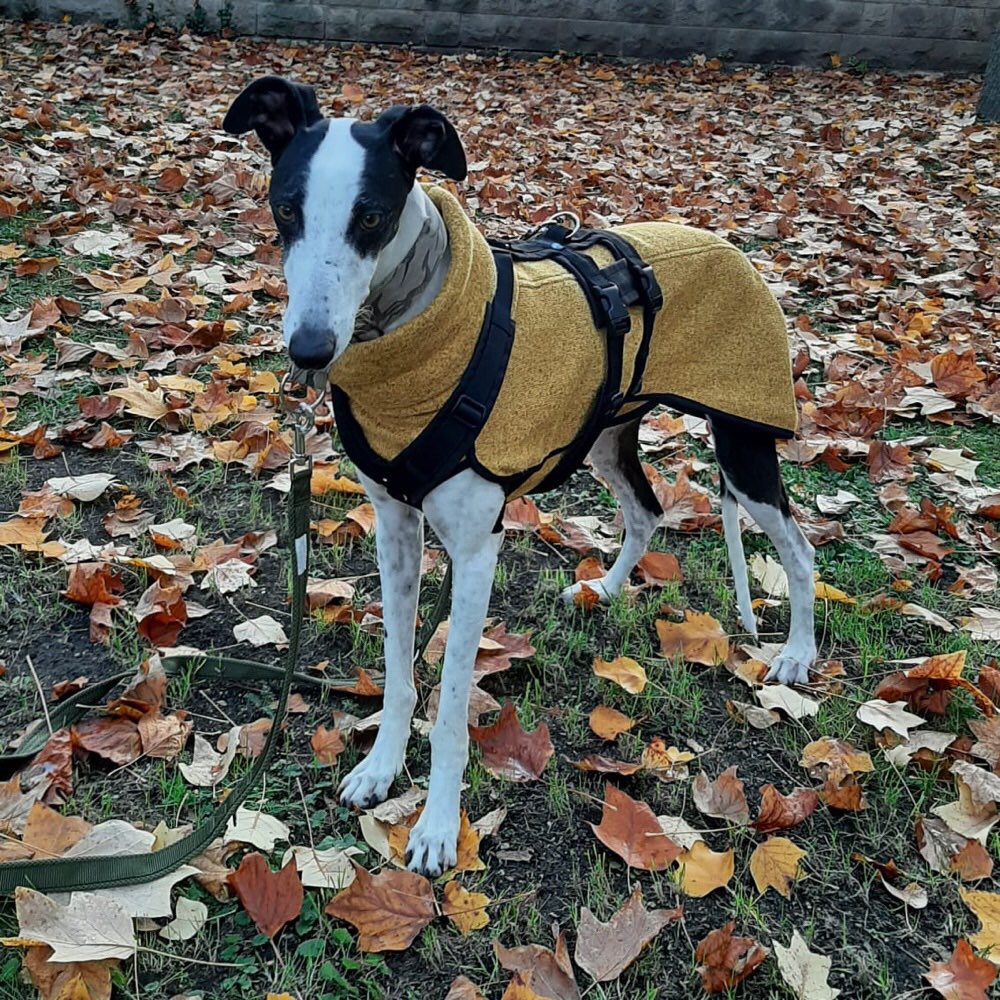 Hundetreffen-Windhundtreffen in Dresden-Profilbild