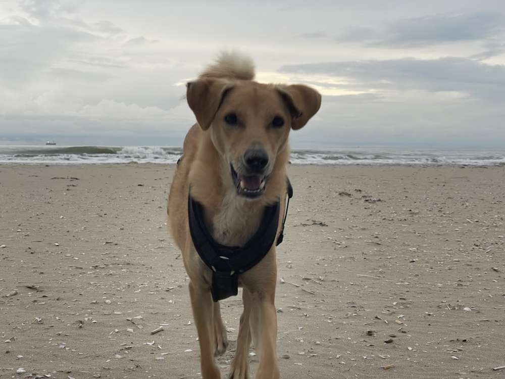 Hundetreffen-Spielfreundin in Mengerschied gesucht-Profilbild