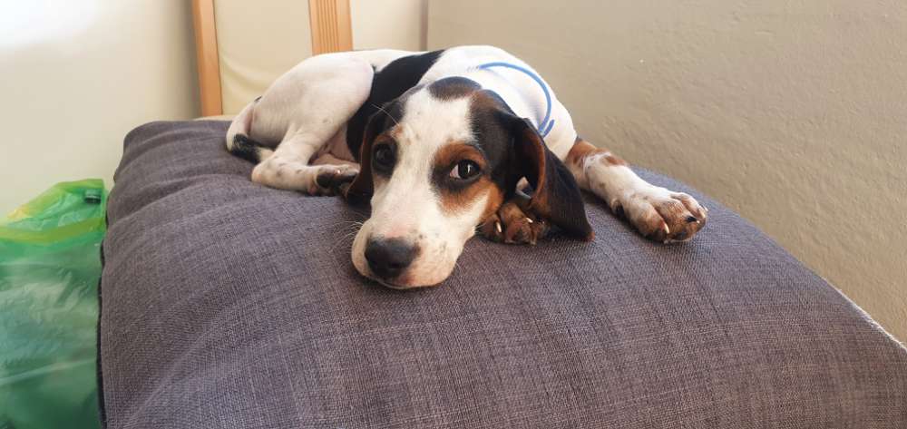 Hundetreffen-Baldu sucht ein Freund zum Spielen-Profilbild