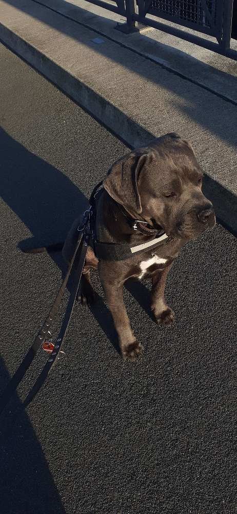 Hundetreffen-Spielkameraden-Profilbild