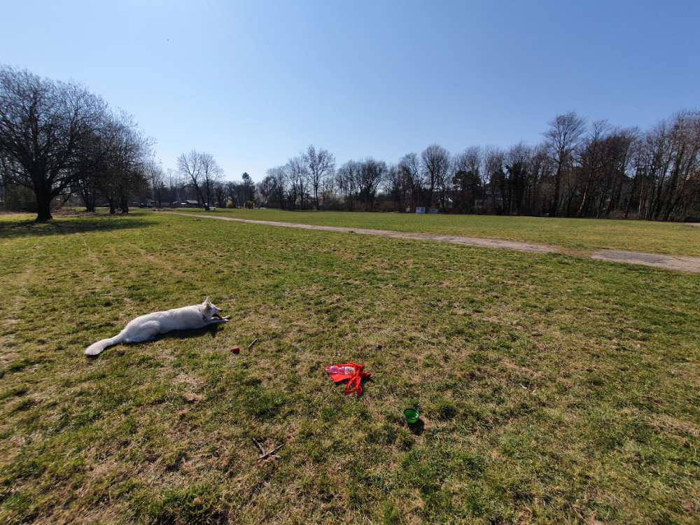 Hundetreffen-Mittags Spaziergang flexibel zwischen 12 und 13 Uhr-Profilbild