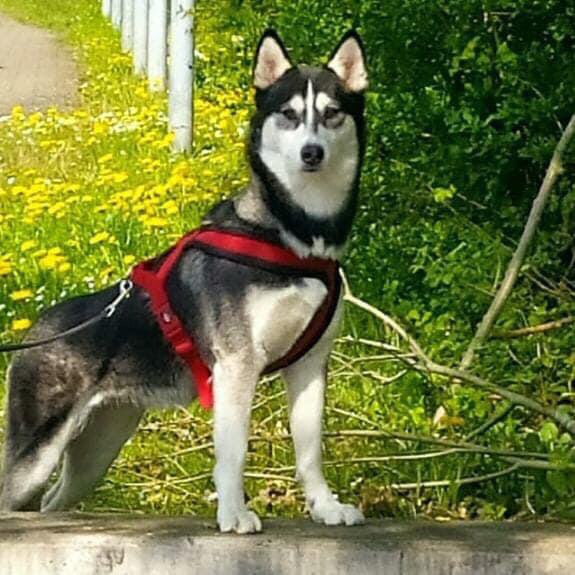 Hundetreffen-Hunde Gassi Runde oder Training in Gundelfingen-Profilbild