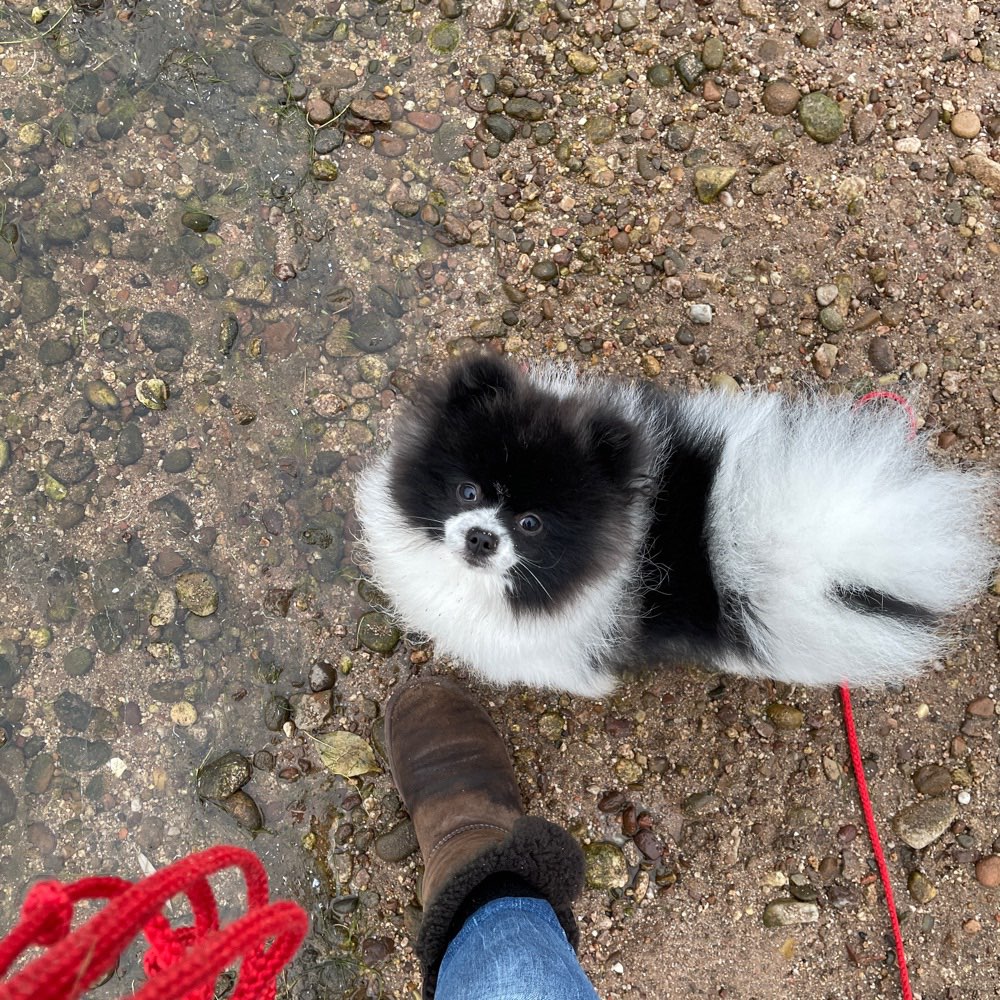 Hundetreffen-Social Walk mit Training 😊🐾-Profilbild