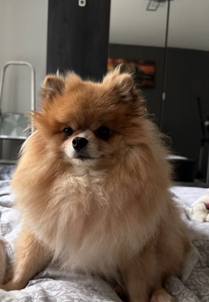 Hundetreffen-🐾 Hundefreund/in für Hündin gesucht 🐾-Profilbild