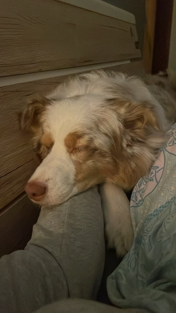 Hundetreffen-Hundebegegnungen üben-Profilbild