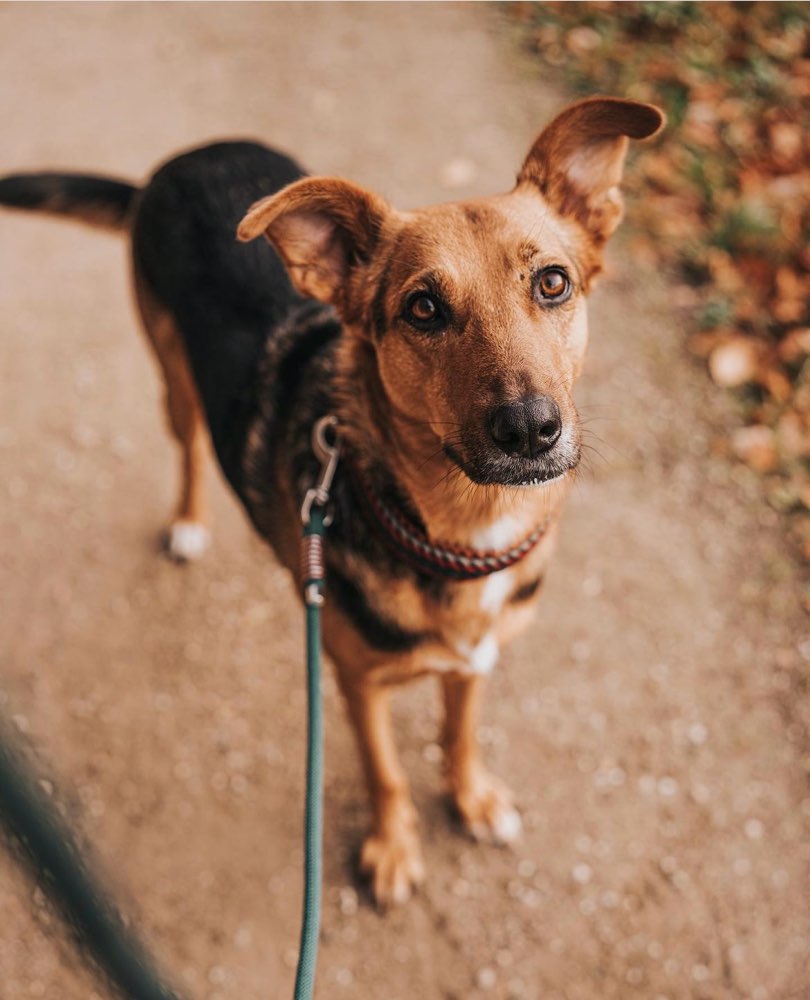 Hundetreffen-Social Walk & Hundebegegnungen-Profilbild