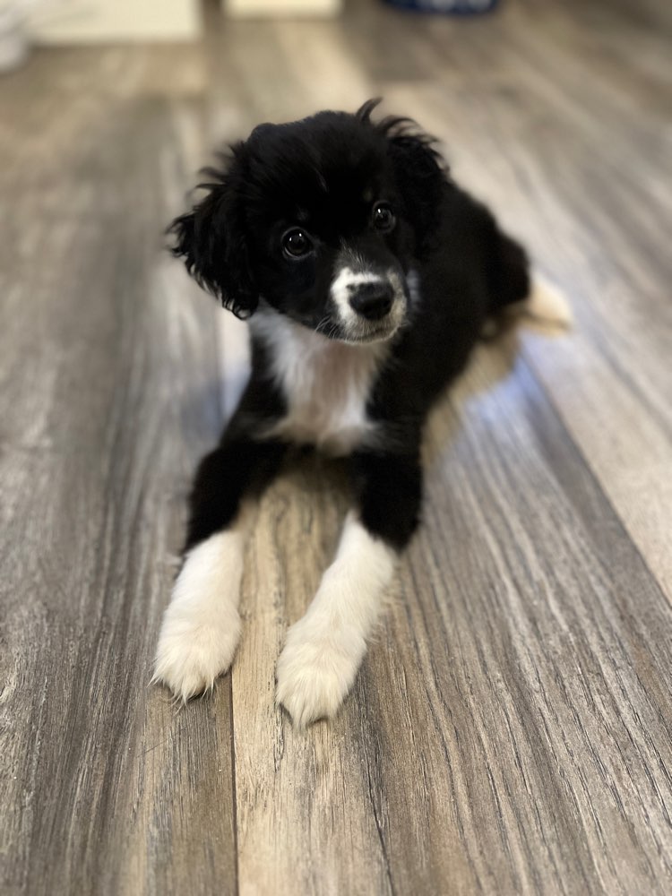 Hundetreffen-Spiel und Gassi-Profilbild