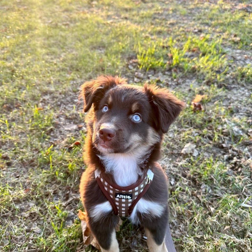 Hundetreffen-Buddies für Teddy 🧸-Profilbild