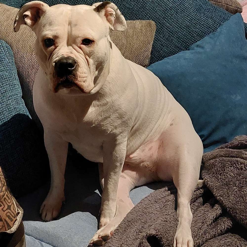 Hundetreffen-Suchen Kumpel zum spazieren 😊-Profilbild