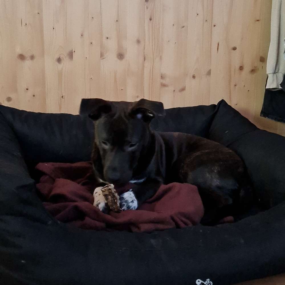 Hundetreffen-Rocky sucht Spielpartner zum austoben-Profilbild