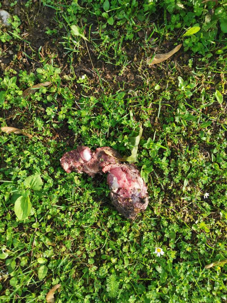 Giftköder-Fleisch, Lebensmittelreste, Glassplitter-Profilbild