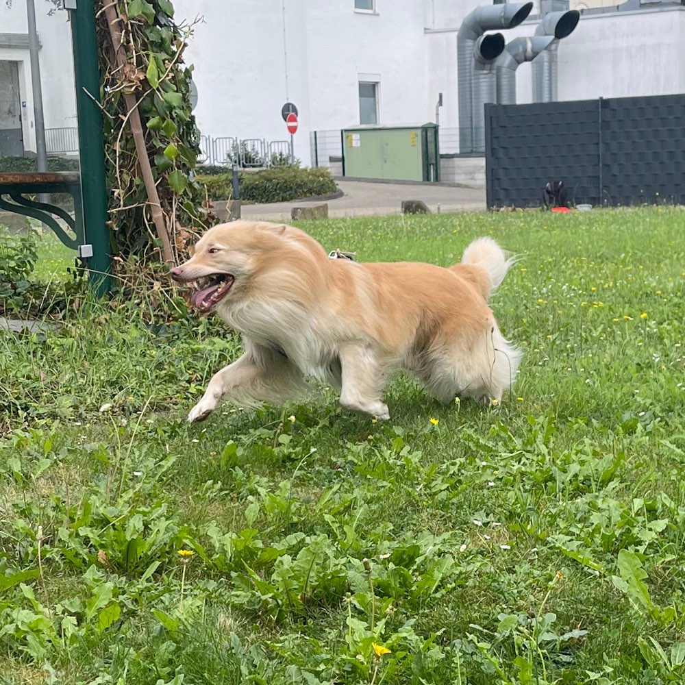 Hundetreffen-Aktiv sein um glücklich🍀 zu sein😊-Profilbild