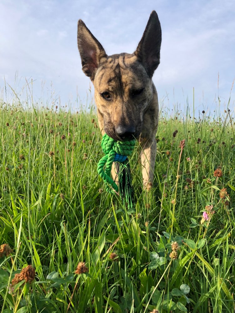 Hundetreffen-Spielfreund*innen für aktive Hündin gesucht-Profilbild