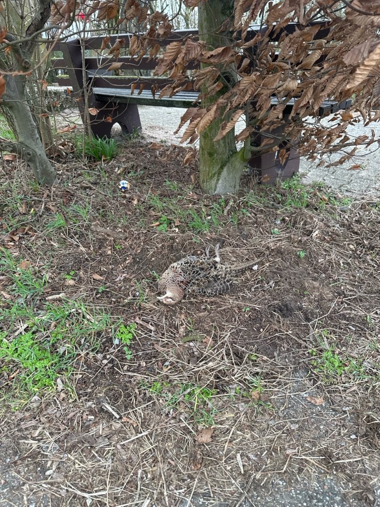 Giftköder-Toter Fasan am Feldkreuz-Profilbild