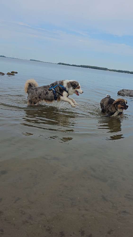 Hundetreffen-Sozialkontakt für Australian Shepherd Rüden (intakt, Junghund) gesucht-Profilbild