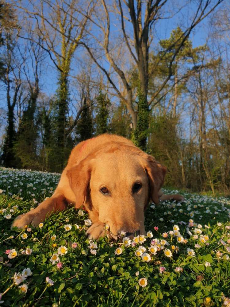 Hundetreffen-Suche Hundebetreuung-Profilbild