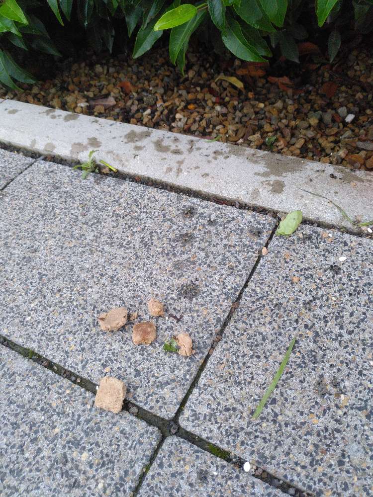 Giftköder-Trockenfutter, eventuell Giftköder-Profilbild