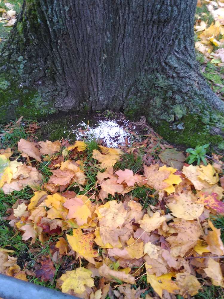 Giftköder-Möglicher Giftstoff-Profilbild