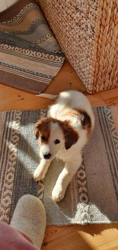 Hundetreffen-Welpen Kleinrasse Mühltal-Profilbild