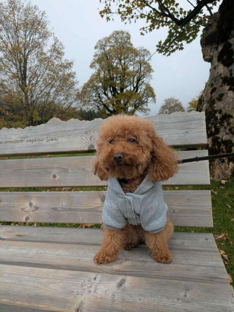 Hundetreffen-Gassi gehen-Profilbild