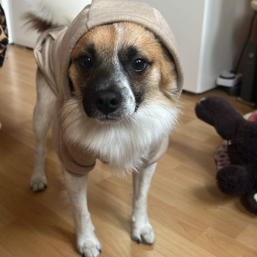 Hundetreffen-Hundefreunde gesucht-Profilbild