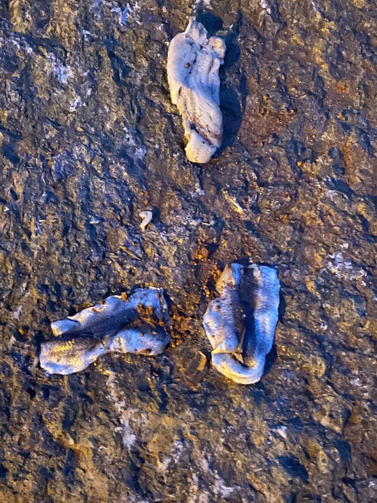 Giftköder-Fisch mit rotem Pulver-Profilbild